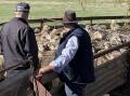 During the 2023 Berridale Merino ewe competition, Martin Walters and Scott Thrift discuss the virtues of one if the flocks of maiden ewes entered.