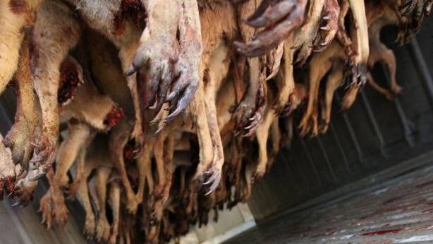 Harvested kangaroos are stored in chillers before being processed. Photo: Paul Harris
