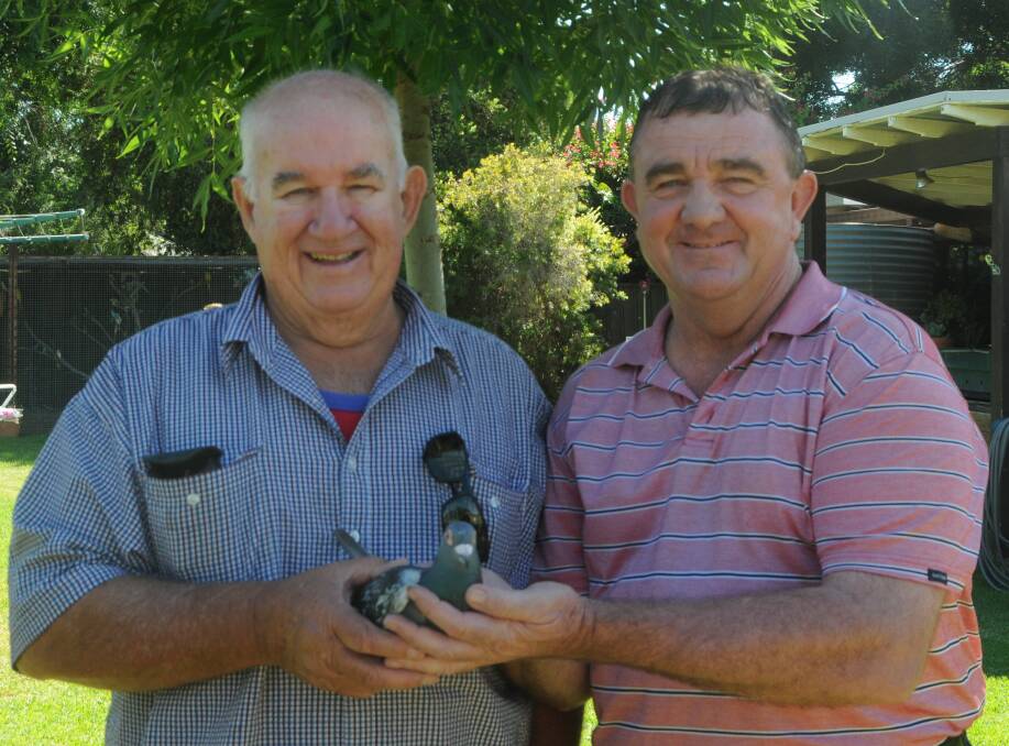 FLY LIKE THE WIND: Graham Tink and Neville Owen, with first place bird Bill Lawry in Trangie. Photo: ORLANDER RUMING