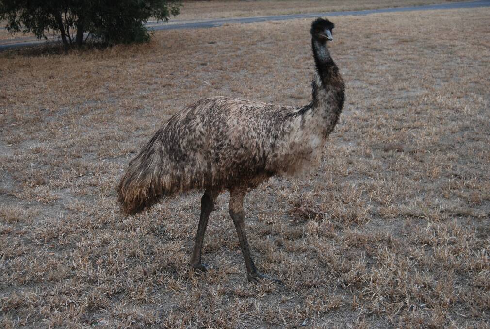 A curious emu stopped by to see what the fuss was about on Tuesday morning.