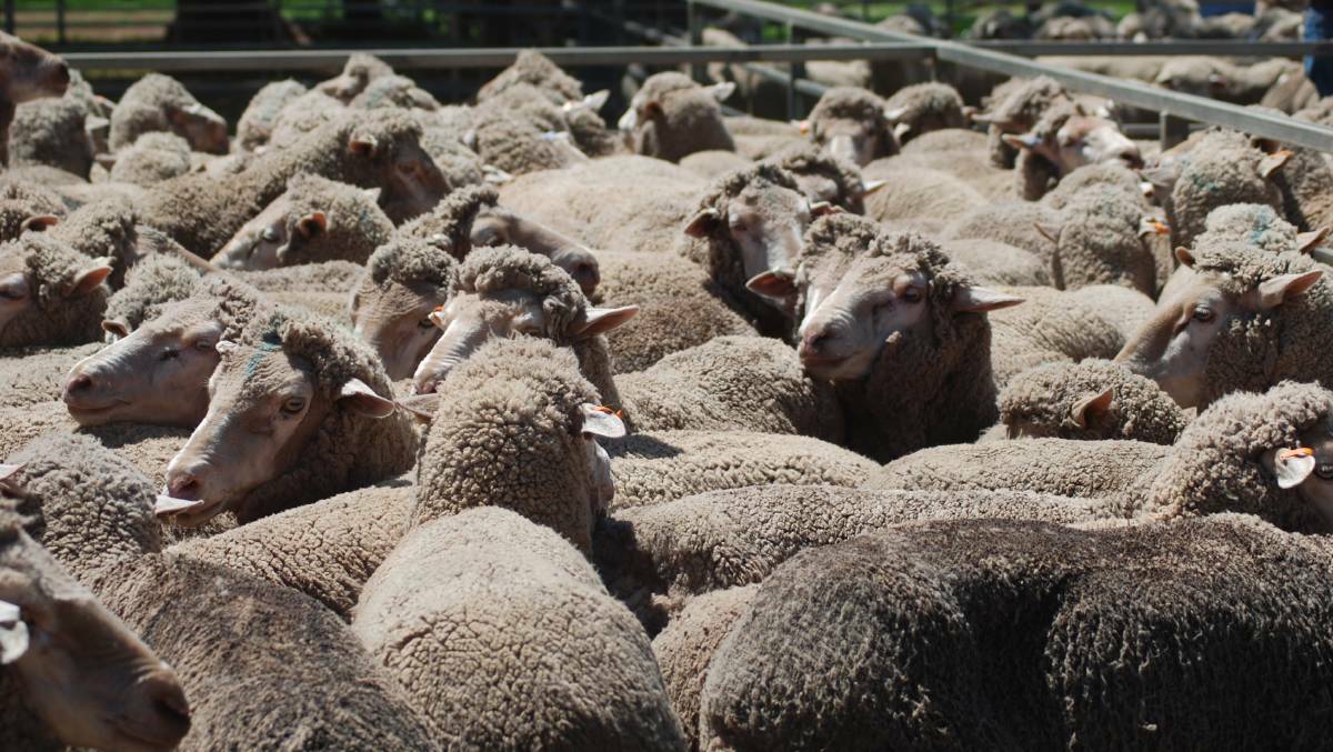SALE-O: A successful sheep sale held last Tuesday as the Narromine First Cross Ewe Breeders Sale held their 59th annual sale. Photo: FILE. 