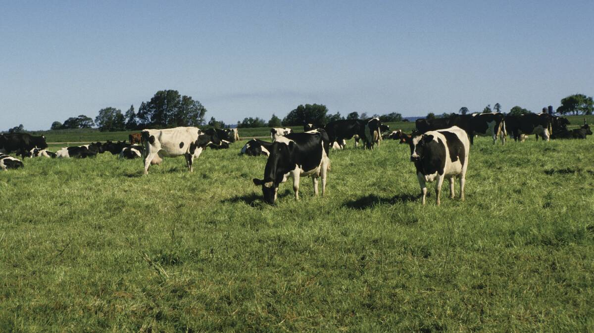 Pasture growth continues to improve across most of the state. Photo: CONTRIBUTED.
