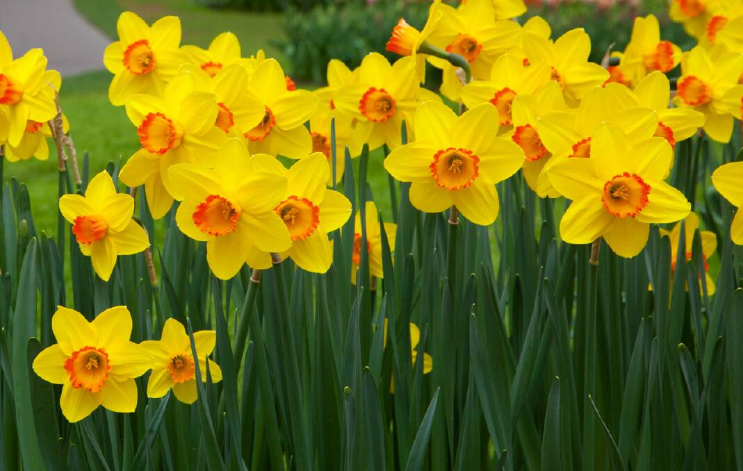 Thanks is given to the community for their support of Daffodil Day.