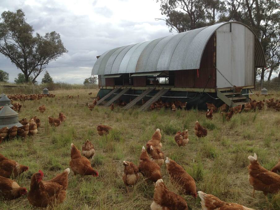 The chickens, like the cows, are moved onto fresh pasture every third day. Photo: Hamilton's Pride Facebook.