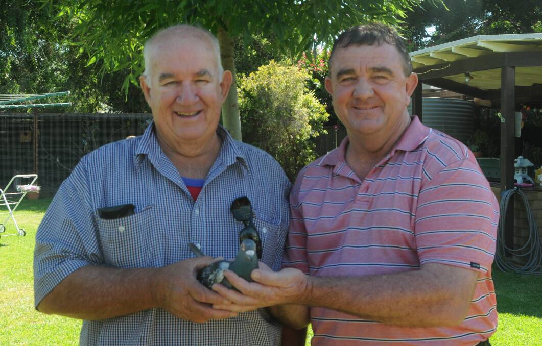 FLY LIKE THE WIND: Bill Lawry won the 2017 Pink Pigeon Race for Graham Tink and Neville Owen. Photo: ORLANDER RUMING
