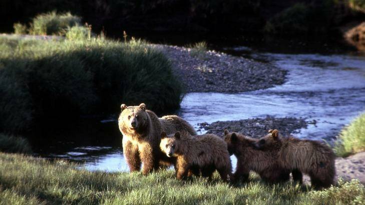 Bear shows claws: A Russian geopolitics analyst says Yellowstone National Park would be a good target for nuclear attack.  Photo: AP/National Park Service