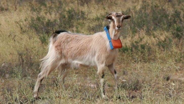 A 'Judas goat' wearing a tracking device.