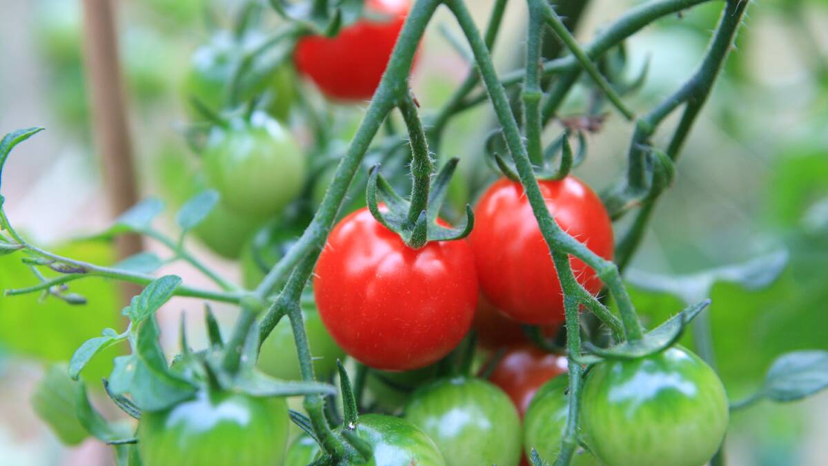 IN THE GARDEN WITH ANNA: How to grow tomatoes