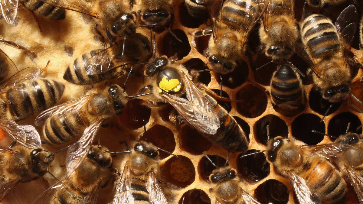 Bees are the key to pollination according to Anna. Photo: GETTY IMAGES. 