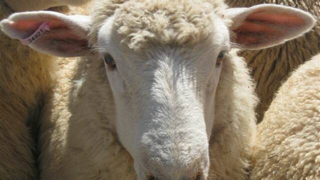 Narromine Sheep Sales