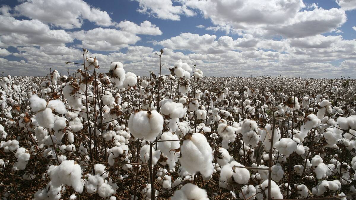 Cotton Crisis: too dry for farmers to sow | poll