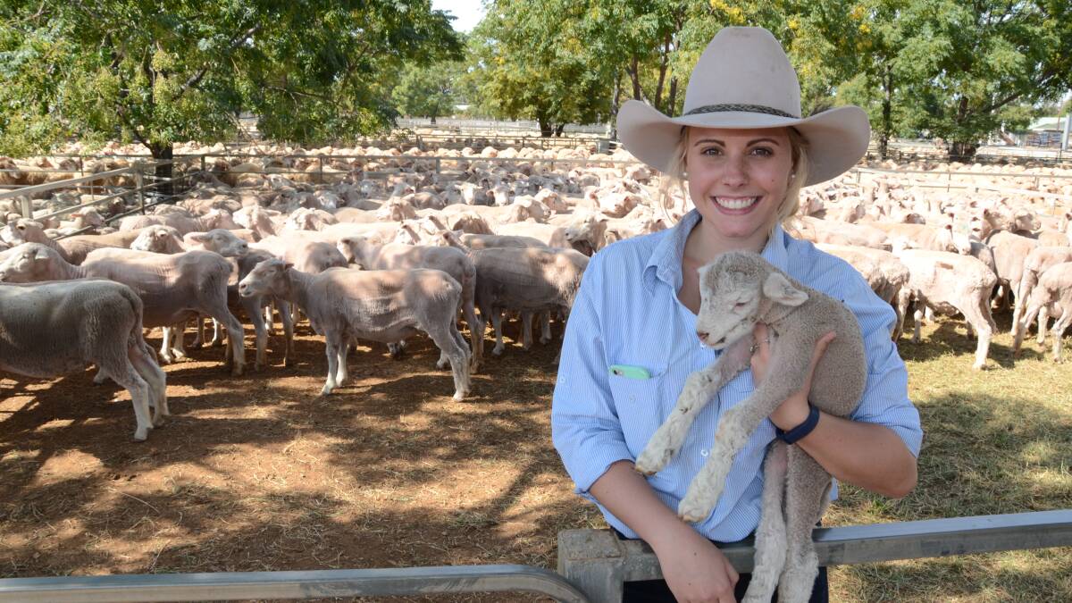 Keedi Hartin of Hartin Schute Bell, Narromine, checks a Dorset second-cross lamb from among this pen of 174 Dohne/Dorset cros- ewes offered by Pentdale Nominees, "Argrey", Coonamble, which sold at $111 a unit to Narromine graziers PS and S Pastoral.
                                                                             Photo: MARK GRIGGS