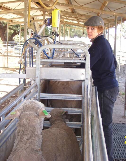 Department of Primary Industries research officer Tracie Bird-Gardiner investigates visual indicator traits which could be used in future breeding programs to breed flystrike resistant sheep