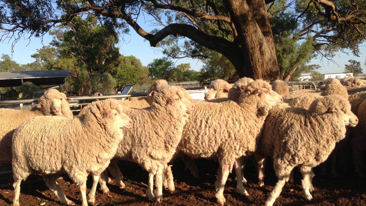 TARC hosted a Merino Field Day recently, many interesting results were revealed.