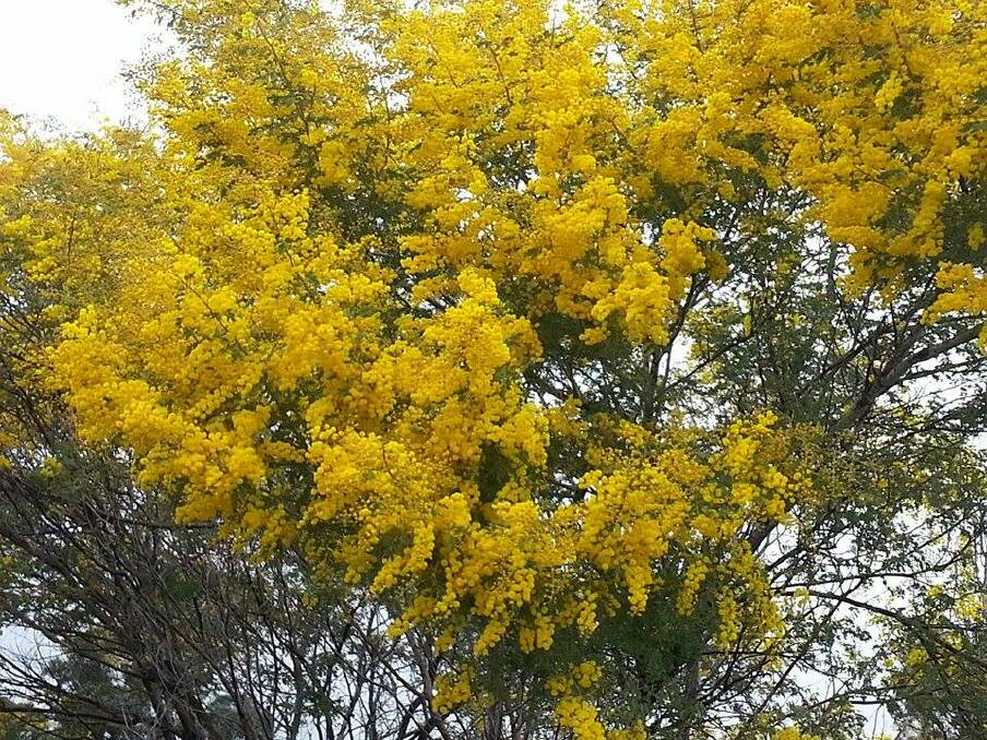 Wattle is in full bloom around the region. Photo: Kevin Martin