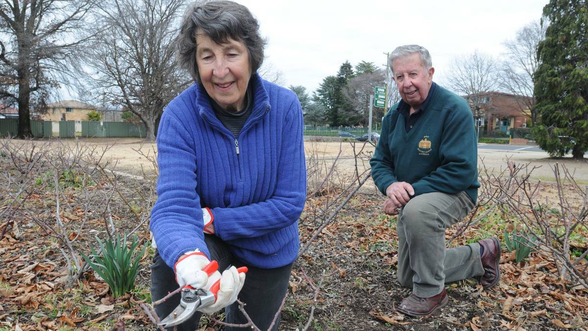 GONE FOR GOOD: Viv and Don Good have spent the past six years pruning the roses at Esso Park and want council to be honest with its plans to turn the park into a car park. Photo: STEVE GOSCH