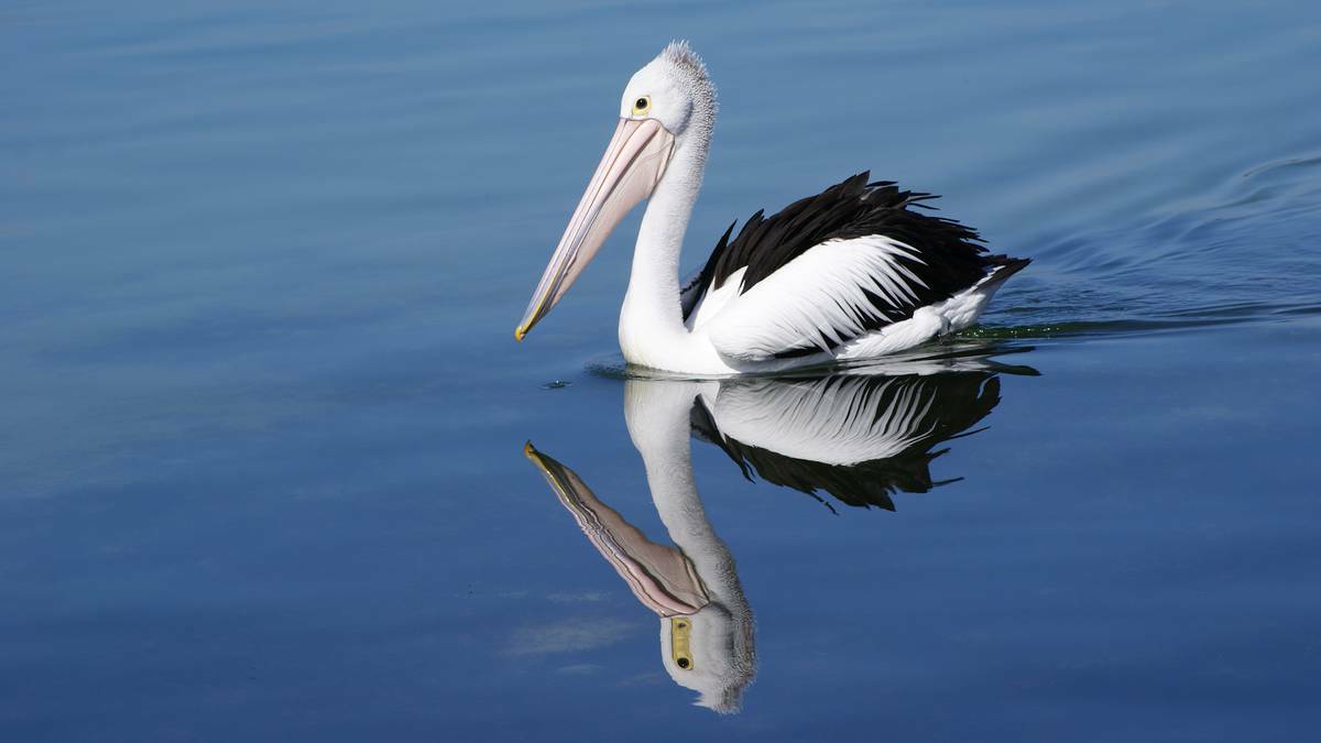 Eyre Peninsula: A pelican takes a cruise at Coffin Bay. Photo: Sheraleen Lienert.