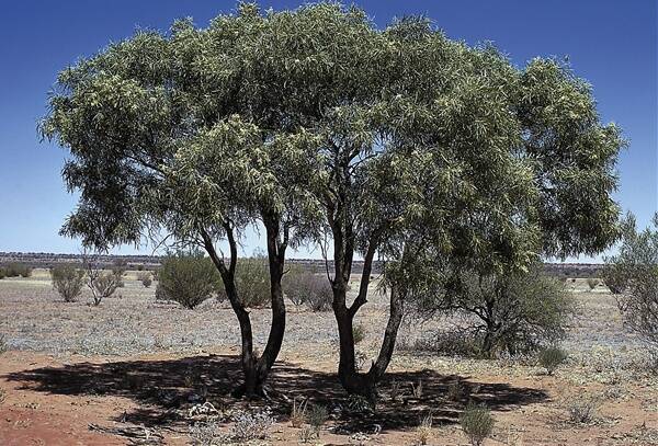 o This stand of whitewood (Atalaya hemiglauca) trees in western NSW is valuable to graziers – the drought-tolerant species, also known as cattle bush, provides shade and fodder for stock. 