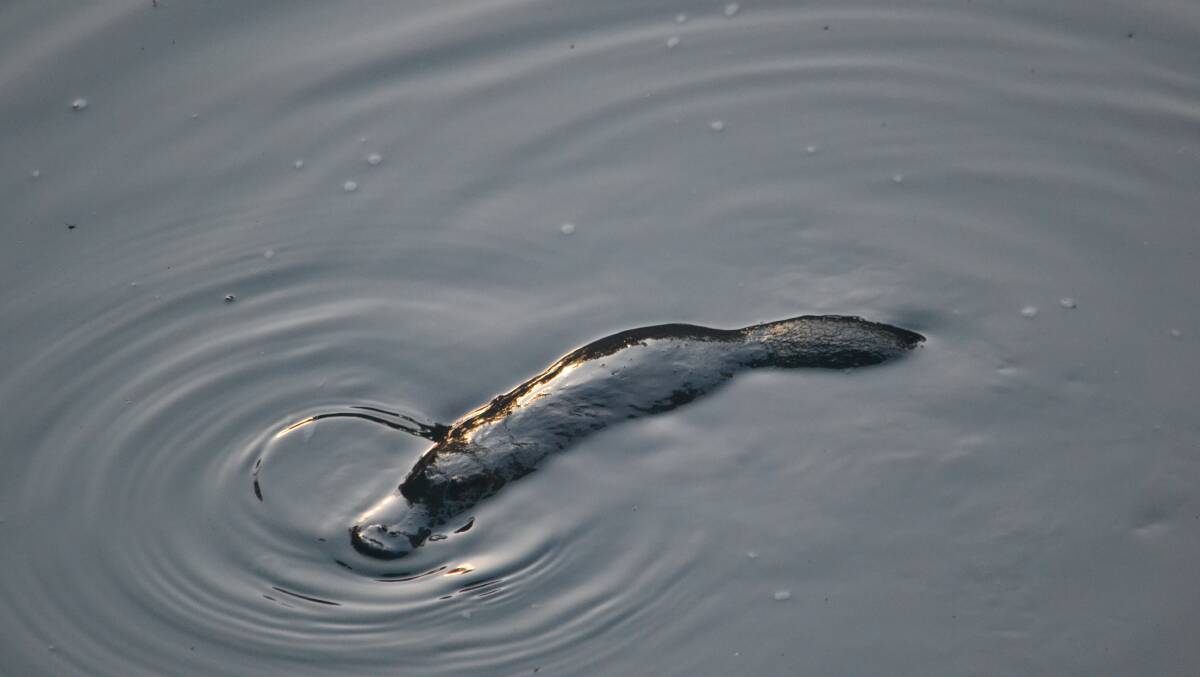 A platypus in the wild. Picture by Amy Northwood, Australian Conservation Foundation