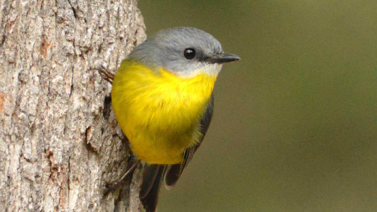 The eastern-yellow-breasted robin thrived in the garden before the fire. Small birds in particular were vulnerable.