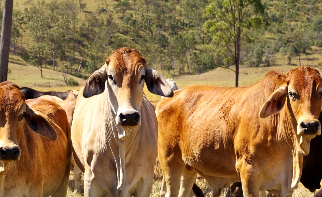 ON ALERT: Australia's valuable cattle industry is on high alert with big biosecurity risks on the doorstep. IMAGE: Shutterstock