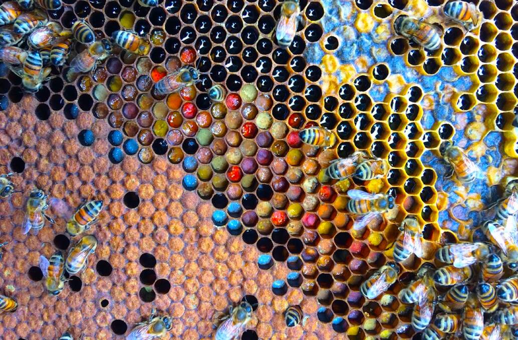 Bee-autiful: A frame of worker bees with a diversity of coloured pollen, fresh nectar (shiny) and some honey. Picture: Dr Cooper Schouten. 