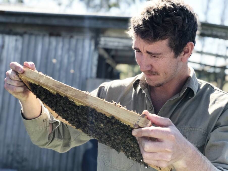 Hive of Activity: Dr Cooper Schouten examining a bee hive frame. Picture: Southern Cross University 