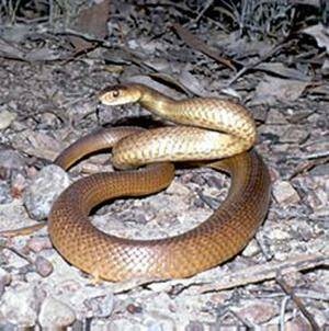 Deadly: The Eastern brown snake. File photo