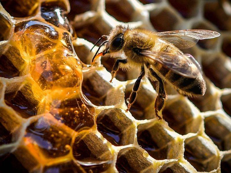 'Help to keep hives alive': beekeepers beg for access to parks