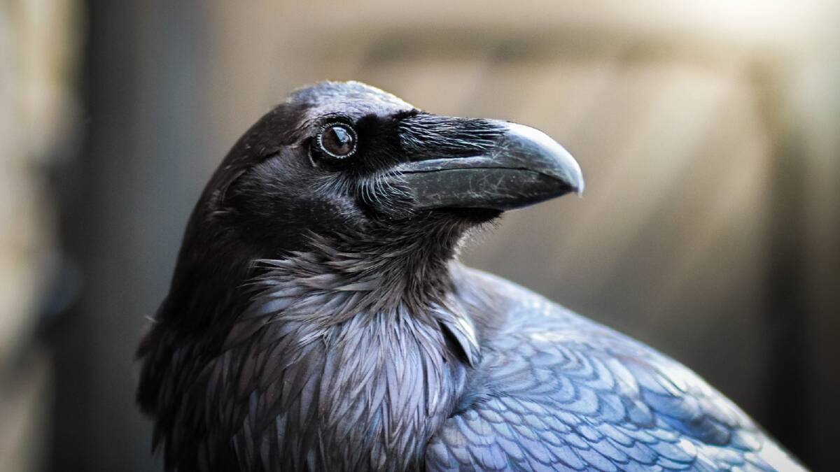 Not so stark raven mad, after all