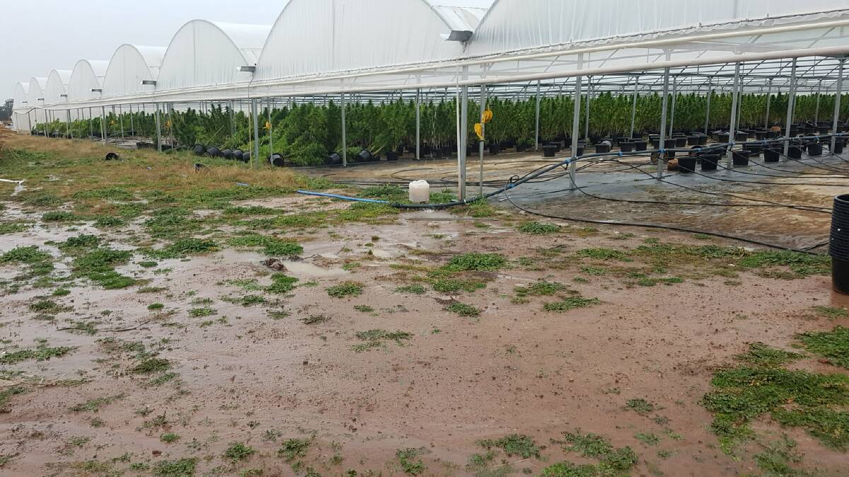 Police have seized more than $80-million cannabis plants near Parkes. Picture: NSW Police