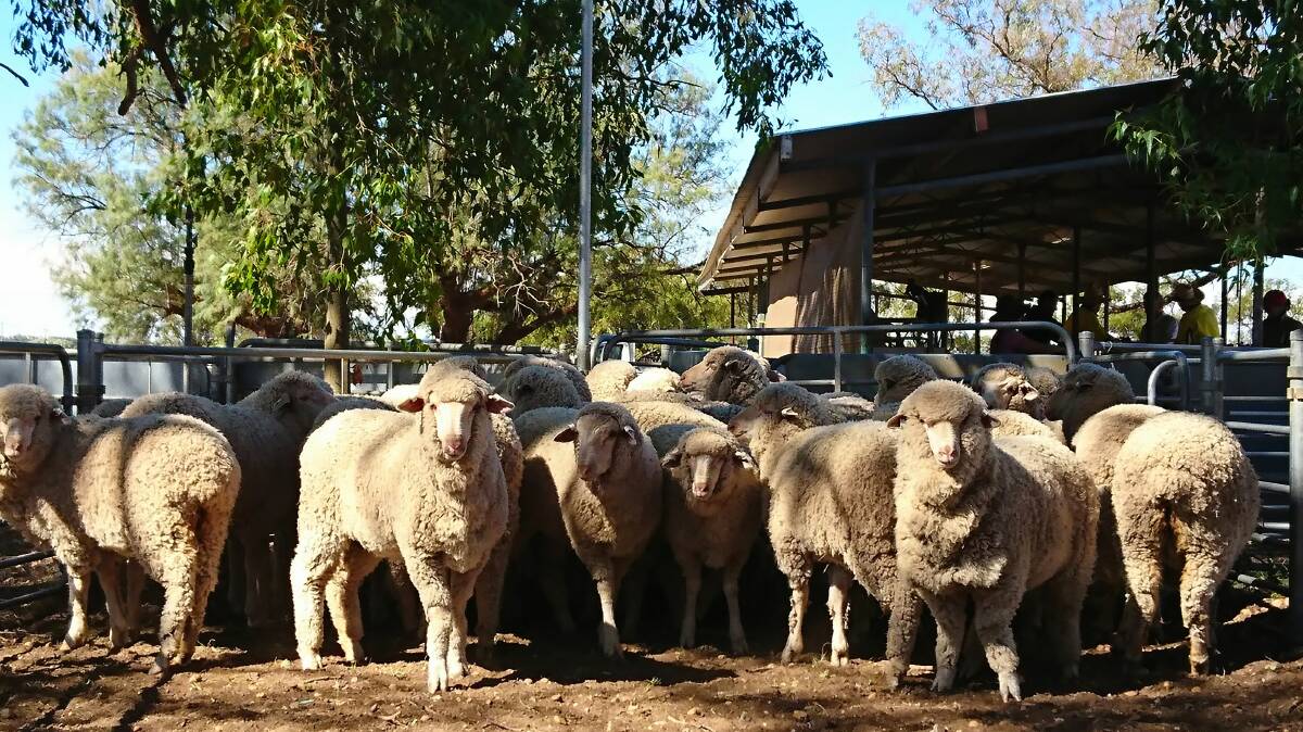 Pen of merino sheep from the Merino Lifetime Productivity project at Trangie. 