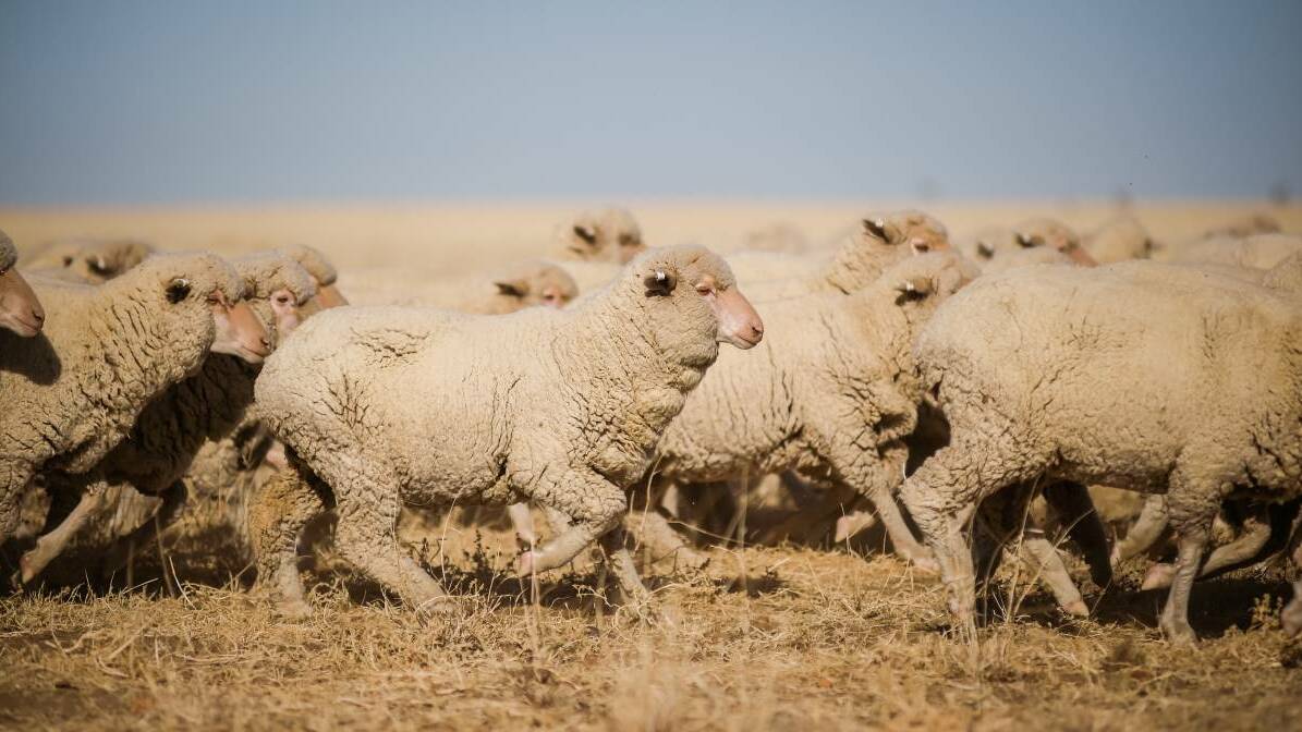 POISONED: Hundreds of sheep have died from anthrax poisoning in the Central West. File picture: Kelly Butterworth