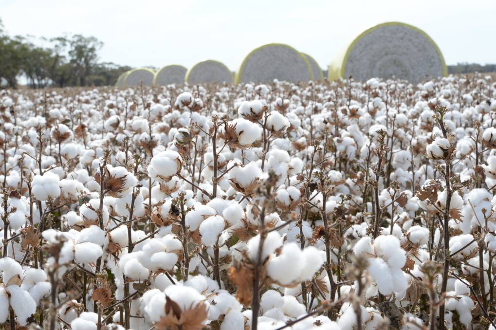 CONDEMNED: A Bill proposed to ban cotton exports has been condemned by the Cotton Australia and the National party who say it's "ill-conceived". Photo: FILE