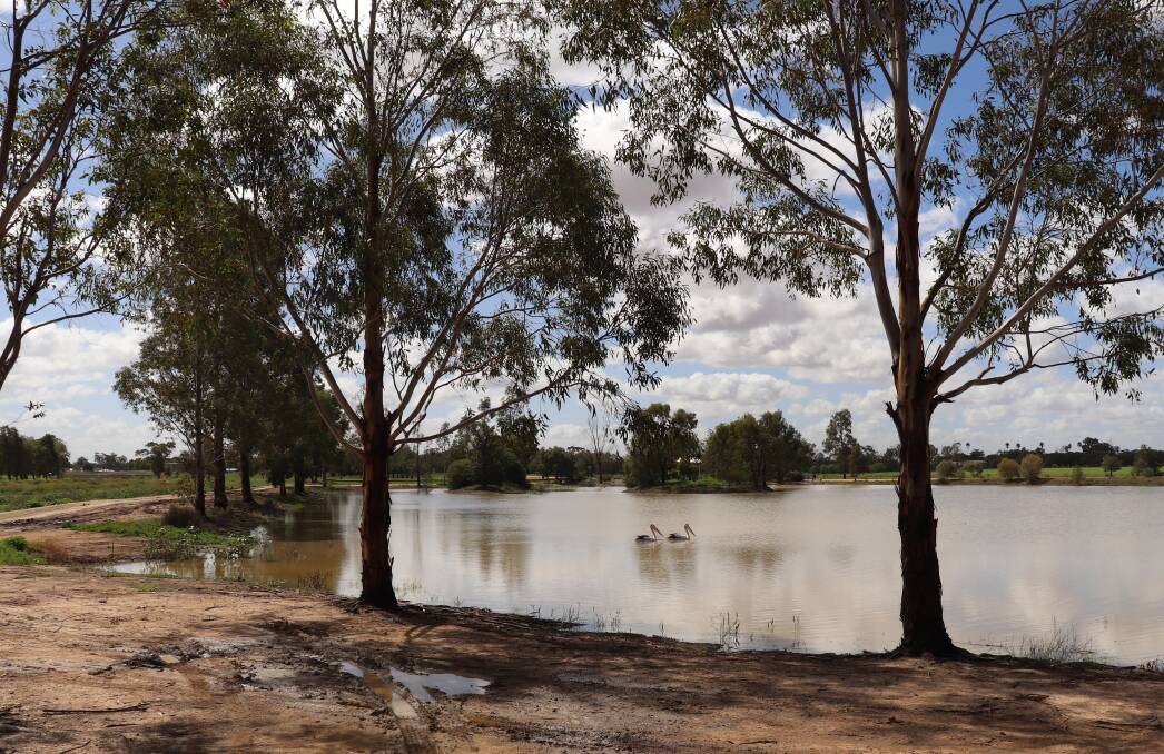 TOP UP: Recent rainfall over the Narromine shire allowed the wetlands to flood back to life. Photo: ZAARKACHA MARLAN
