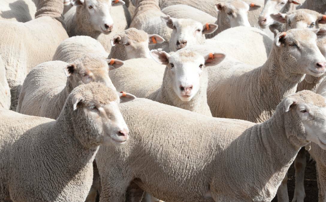 About 100 merino sheep have been stolen. 