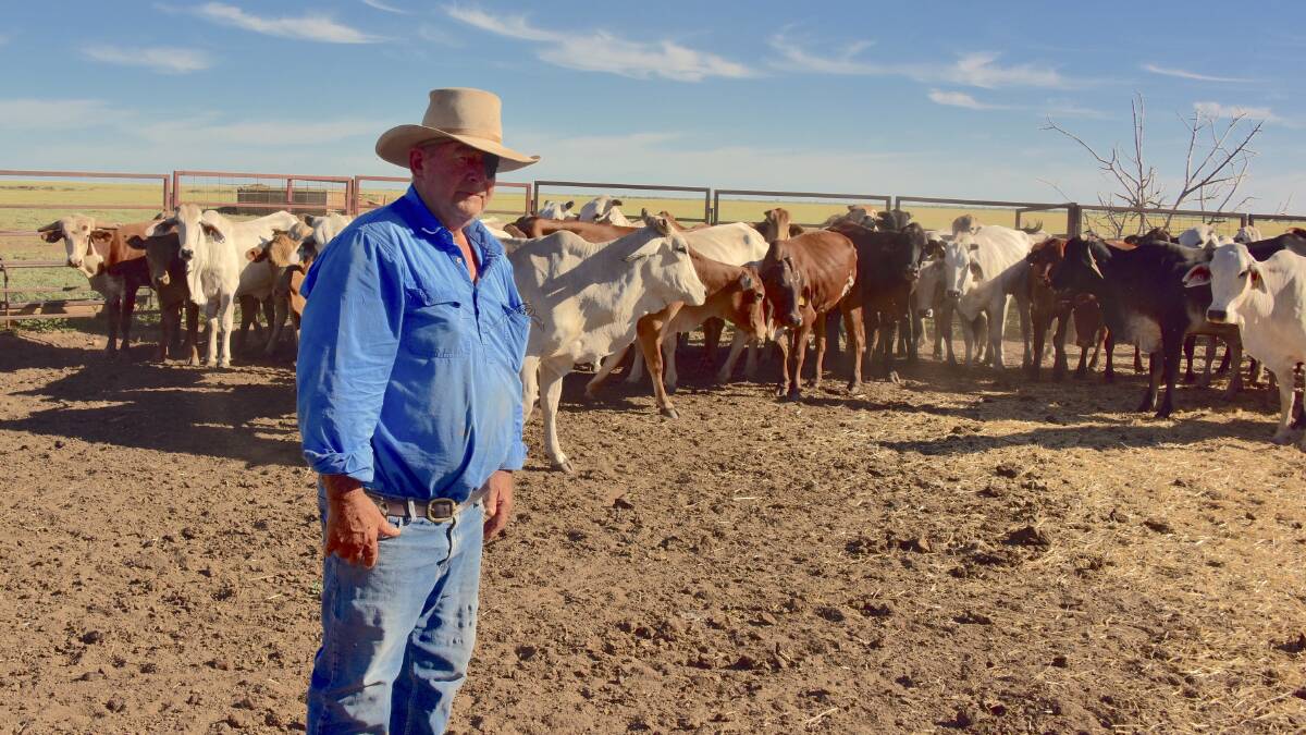 Thank you: Queensland farmer Jeff stands in front of the thirty-nine young brahman cows that were delivered to his property after losing most of his herd in the floods. Photo: Supplied