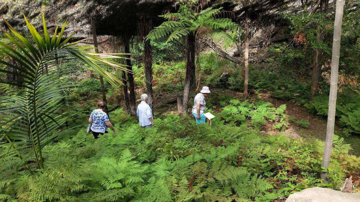 Above: Seniors participate in a previous guided tour of the Arboretum's Fern Gully region. Photo: Contributed. 