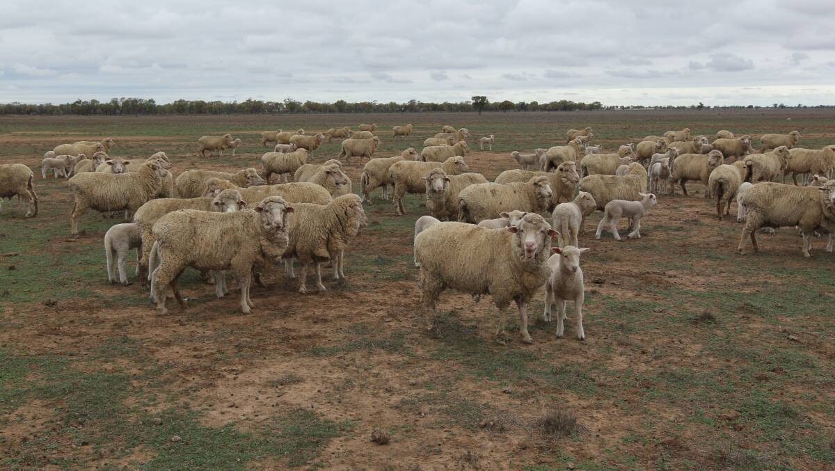 Rallying together: Grain-fed merino sheep at Come By Chance near Walgett. 		     Photo: PETER RAE 