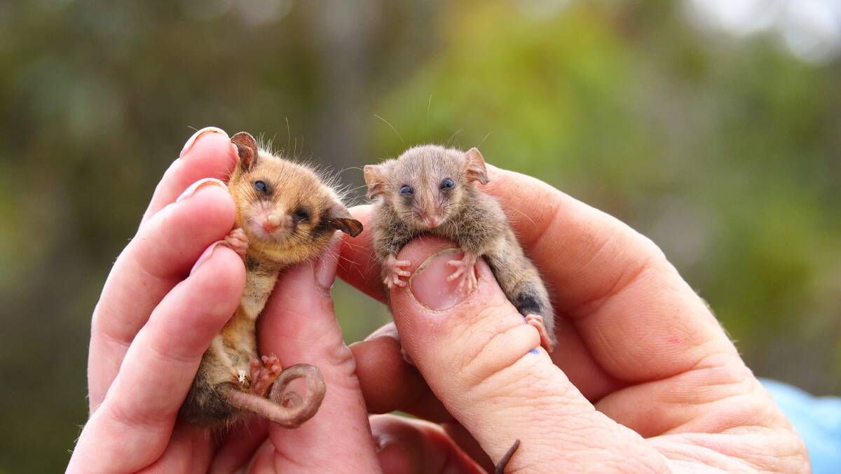 SIDE-BY-SIDE: A western pygmy-possum on the left and a much rare little pygmy-possum on the right. Photo Ashlee Benc from KI Land for Wildlife. 