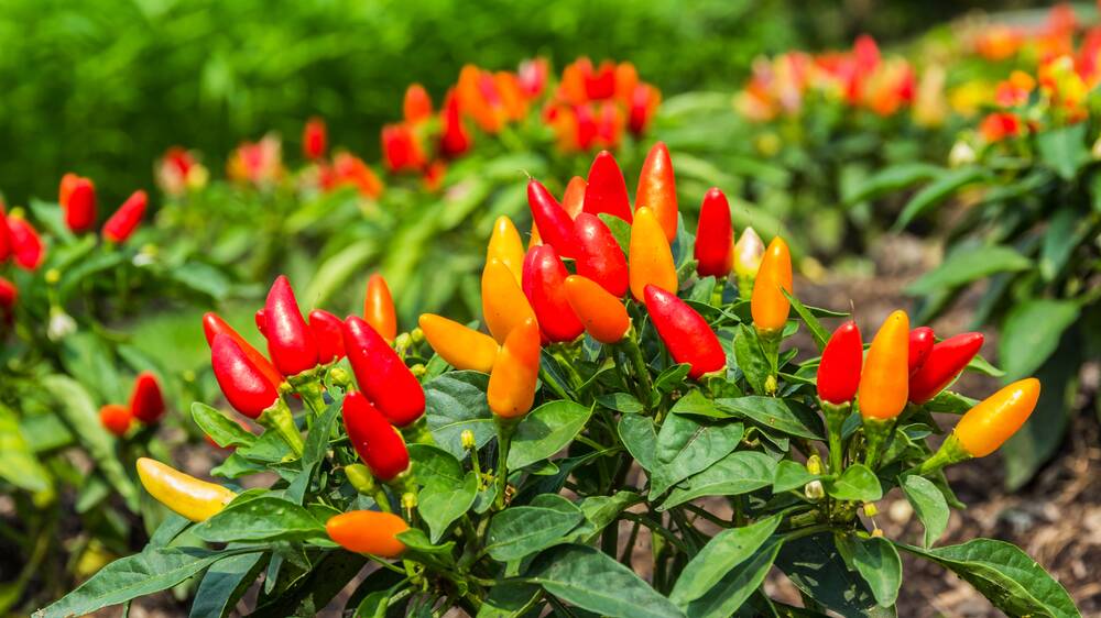 Regular watering reduces the heat factor of chillies and bell peppers. Picture Shutterstock