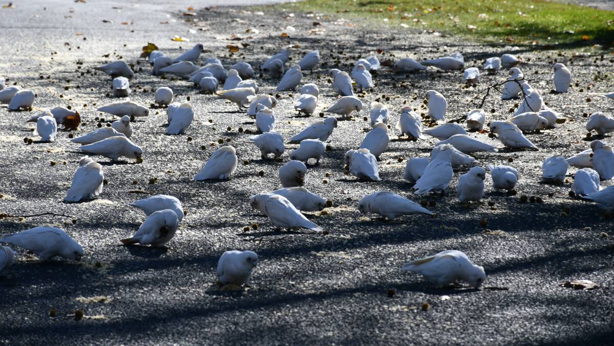 Birds show no fear, invade Ballarat street