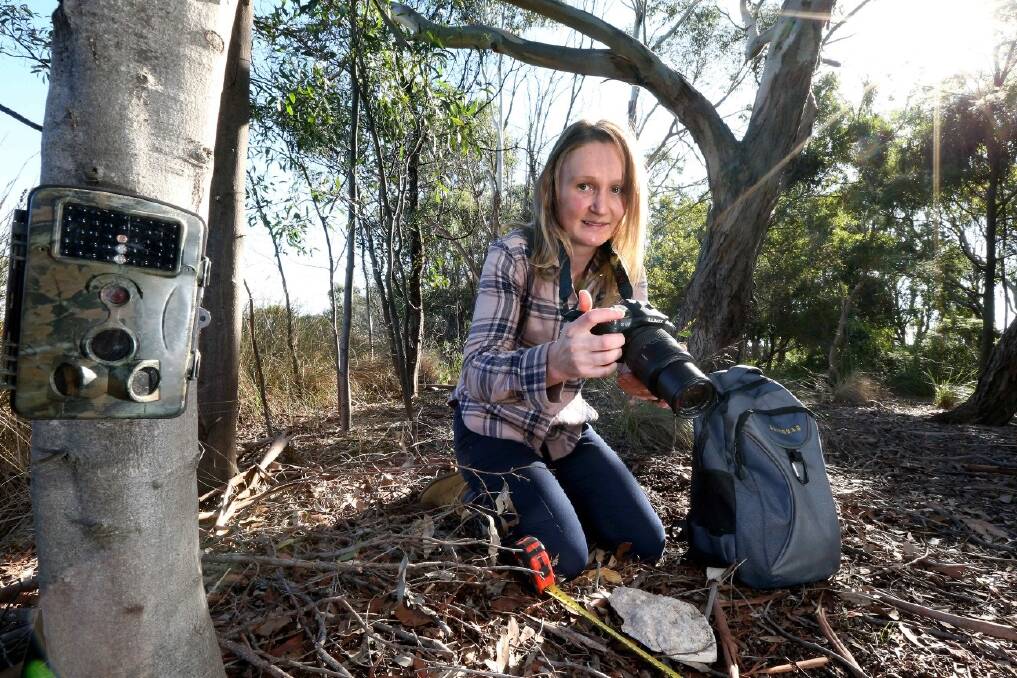 Amateur big cat researchers spend thousands of dollars installing special cameras across the region. Picture supplied by The Geelong Advertiser