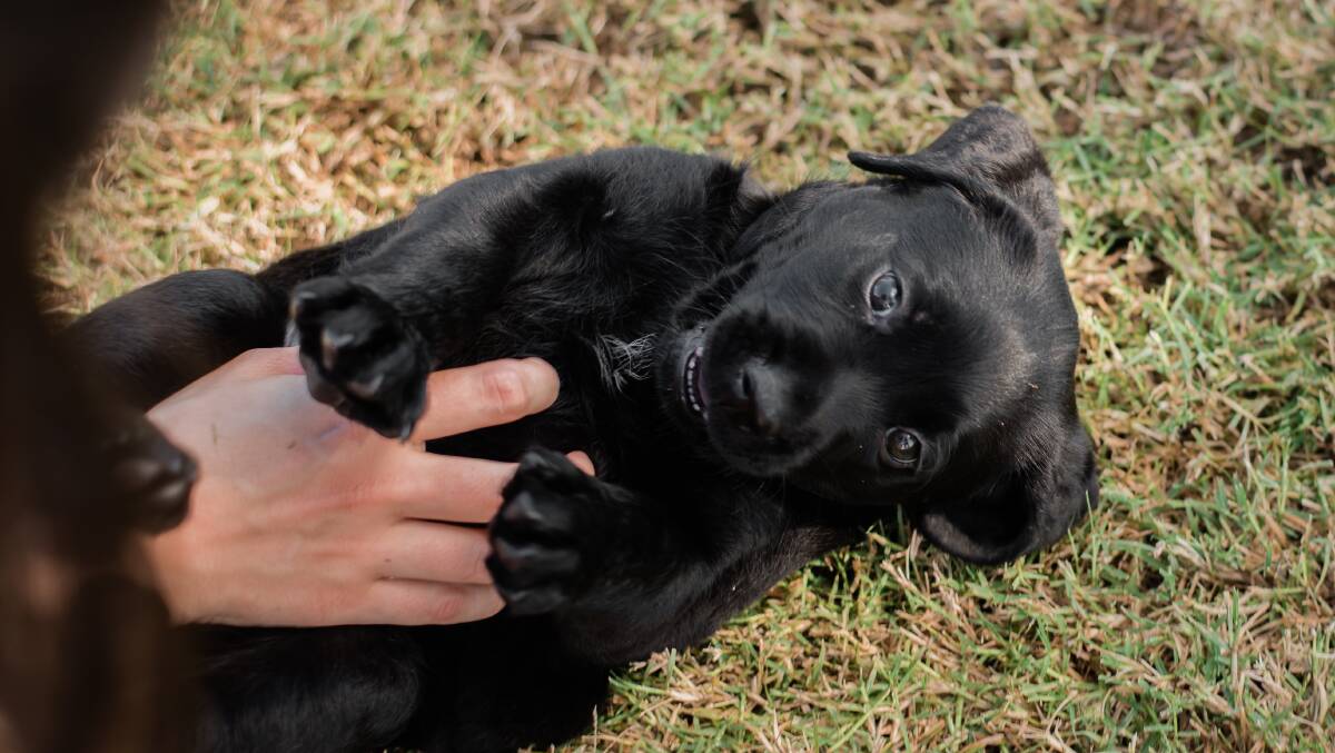These little puppies are in training to become Guide Dogs. Dog owners around the country can sign up to the dog walking initiative 'Pawgust' to get out walking and also support Guide Dogs Australia. Pictures supplied by Guide Dogs Australia.