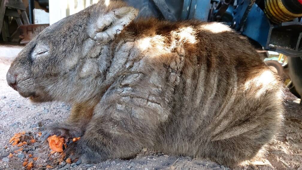 Marki the wombat was treated for mange in captivity. This is very rare. Picture: Supplied.