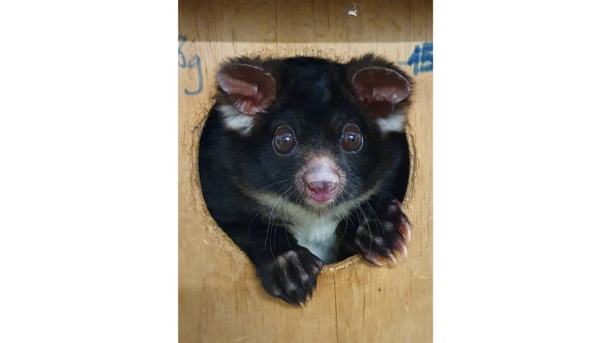 The greater glider population's status has been shifted from vulnerable to endangered. Picture: Supplied