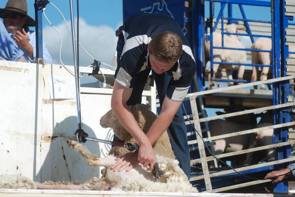Fastest Fleece: The speed shearing demonstrations will pit the best shearers across the region against each other to see who has the quickest hand. Photo: File.