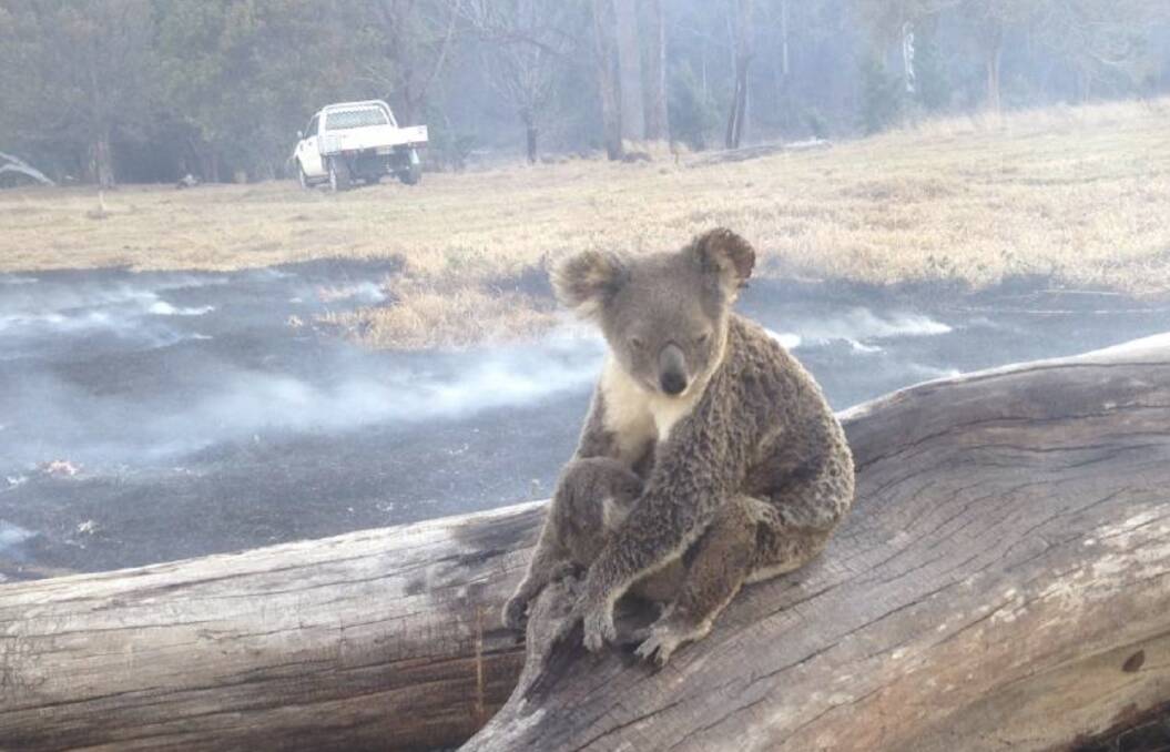 A NSW Parliamentary inquiry has warned that NSW risks losing its koala population by 2050 due to due to droughts, bushfire and habitat loss. Picture: Animal Ark.