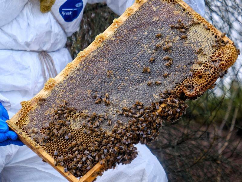 Beekeepers outside NSW varroa mite eradication zones can now work their hives and extract honey.