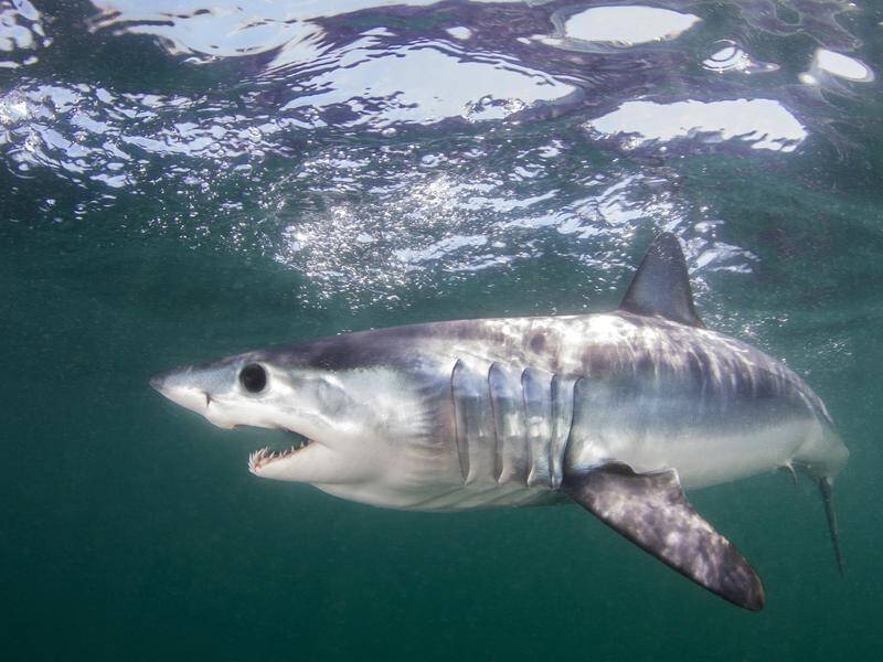 Countries have agreed to protect more than a dozen shark species at risk of extinction.